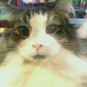 Meet your Posher, Eliana